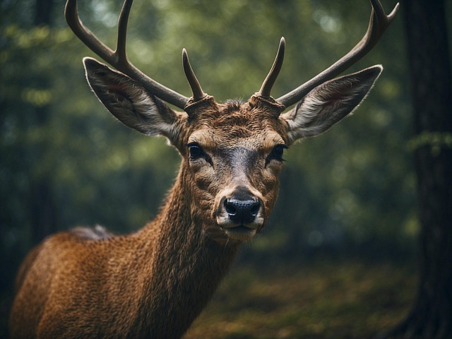 Original deer photo before AI restyling